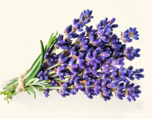 Lavender Essential Oil