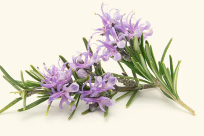 Rosemary Essential Oil