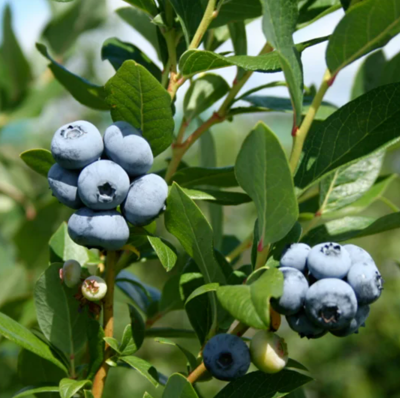 blueberry